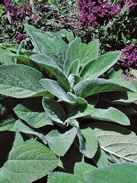 Image result for Stachys
