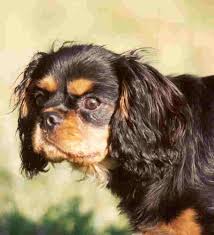 Kidney Disease And The Cavalier King Charles Spaniel