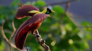 We did not find results for: Ulasan 8 Burung Cendrawasih Si Burung Surga Info Binatang