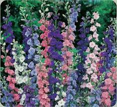 Imperial Garden Delphinium Etsy Larkspur Flower Flower Seeds Larkspur Plant