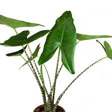 Maybe you would like to learn more about one of these? Alocasia Zebrina Tiger House Plants Elephant Ear Hortology