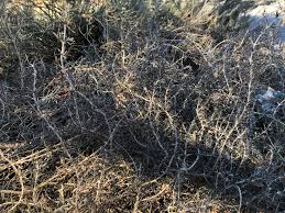 Pittosporum is also prone to fungi infestations that cause swollen galls and dieback on stem tips. Did Texas Winter Snow Storms Kill Your Plants Here S How To Tell