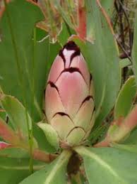 Sanbi Protea Stokoei Australian Native Flowers Trees To Plant Protea