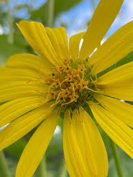 Image result for Duosperma cuprinum