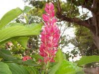 Image result for Megalochlamys