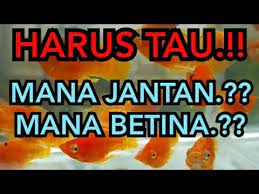 Membedakan Ikan Golden Black Jantan Dan Betina Berbagai Perbedaan