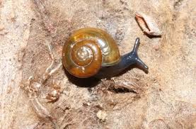 Image result for Oxyrhachis gracillima