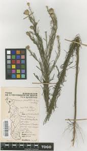 Image result for Vernonia perrottetii
