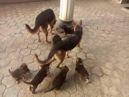 High to low nearest first. 8 Weeks German Shepherds Puppies For Sale Pics Lagos Pets Nigeria
