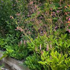 Image result for Talinum tenuissimum