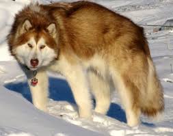  18 Eskimos Ideas Dogs Dogs And Puppies Puppies
