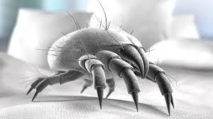 Diese finden sie reichlich in matratze, bettwäsche und kopfkissen. Wie Sie Ihre Matratze Reinigen Und Was Gegen Milben Hilft