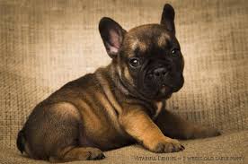 We did not find results for: Vitabull Kennel Sable French Bulldog Puppy Available Facebook