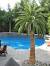 Small Outdoor Palm Trees