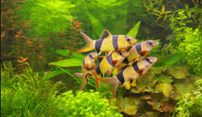 We did not find results for: 10 Jenis Ikan Hias Kecil Tercantik Buat Kamu Yang Mempunyai Aquarium Mini
