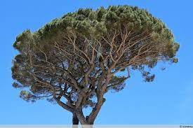 Diese pinus pinea auch steinkiefer genannt, sind schon in kontinentalem klima abgehärtet und alt genug um nicht mehr zu erfrieren. Pinienbaum Pinus Pinea Pflege Der Pinie Winterharte Wachstum