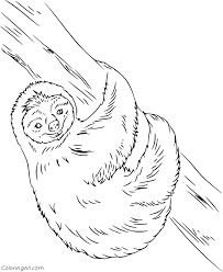 Our printable sheets for coloring in are ideal to brighten your family's . Realistic Sloth Coloring Page Coloringall