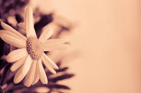 Daisy Flower Stock Photo