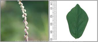 Image result for Cyathula