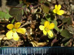 Image result for Oxalis corniculata