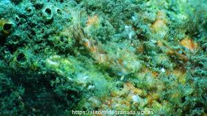 Image result for Bergia salaria