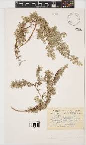 Image result for Indigastrum parviflorum