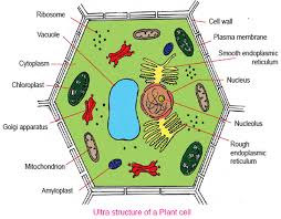 Mar 17, 2021 · plant cell diagram 9th class labeled. Grade 9 Worksheets Grade 9 Plant Cell Diagram Die For You Biersack Fanfiction