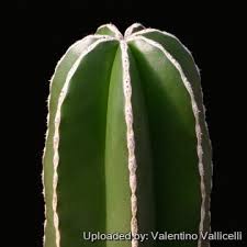Image result for Lophocereus marginatus