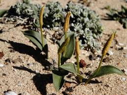 Image result for Ophioglossum polyphyllum