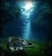 Wolf Sleeping Forest Sun Fantasy Wolf Pictures Wolf Love Wolf
