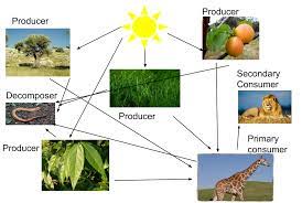 Food Web Giraffes