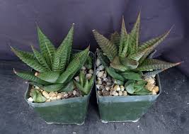 Image result for Haworthia limifolia