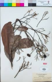 Image result for Antrocaryon nannanii