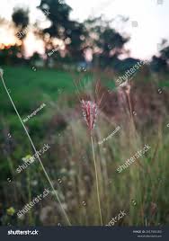 Image result for Dichanthium annulatum