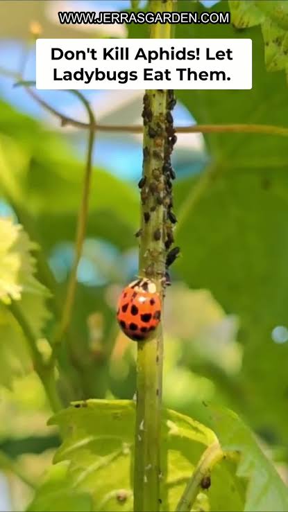 Before you spray aphids, ask yourself: are you also removing dinner for the  beneficial insects? A strong blast of water can knock aphids off your  plants without eliminating the food source that ...