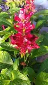 Brazilian Red Cloak Florida Nursery Mart