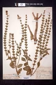 Image result for Ocimum natalense