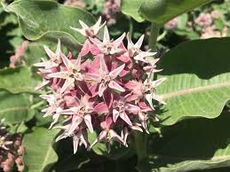 Image result for Asclepias longissima