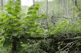 Coppicing: Sustainable Forestry, Biomass Production & Woodland Management Guide