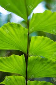 Image result for Caryota urens