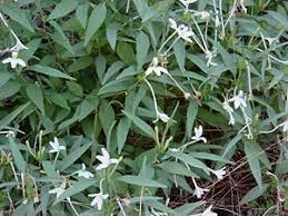 Image result for Justicia odora