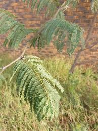 Image result for Acacia kirkii