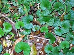 Check spelling or type a new query. Dichondra Repens Wikipedia
