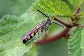 Image result for Lopholaena sp.no.1