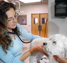 El cajon valley veterinary hospital (1.68miles). Countryside Veterinary Hospital We Treat Your Pets Like Family