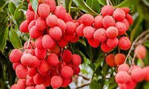 rose scented litchi export