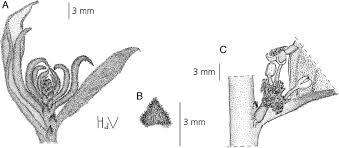Image result for Octolepis decalepis