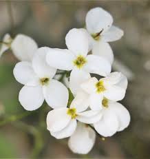 Image result for Arabis alpina