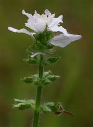 Image result for Syncolostemon