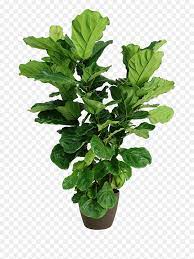 Transparent Tree Bush Png Transparent Background Fig Plant Png Png Download Is Pure And Creative Png Image Uploaded By Desig Fig Plant Plants Trees To Plant